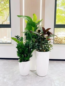 专业花卉出租哪家强？宁波奉化等你来鉴赏